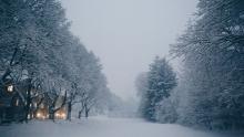 Snow scene with snow covered trees