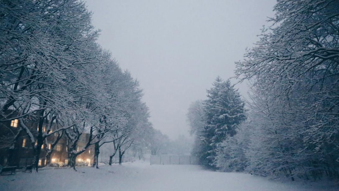 Snow scene with snow covered trees