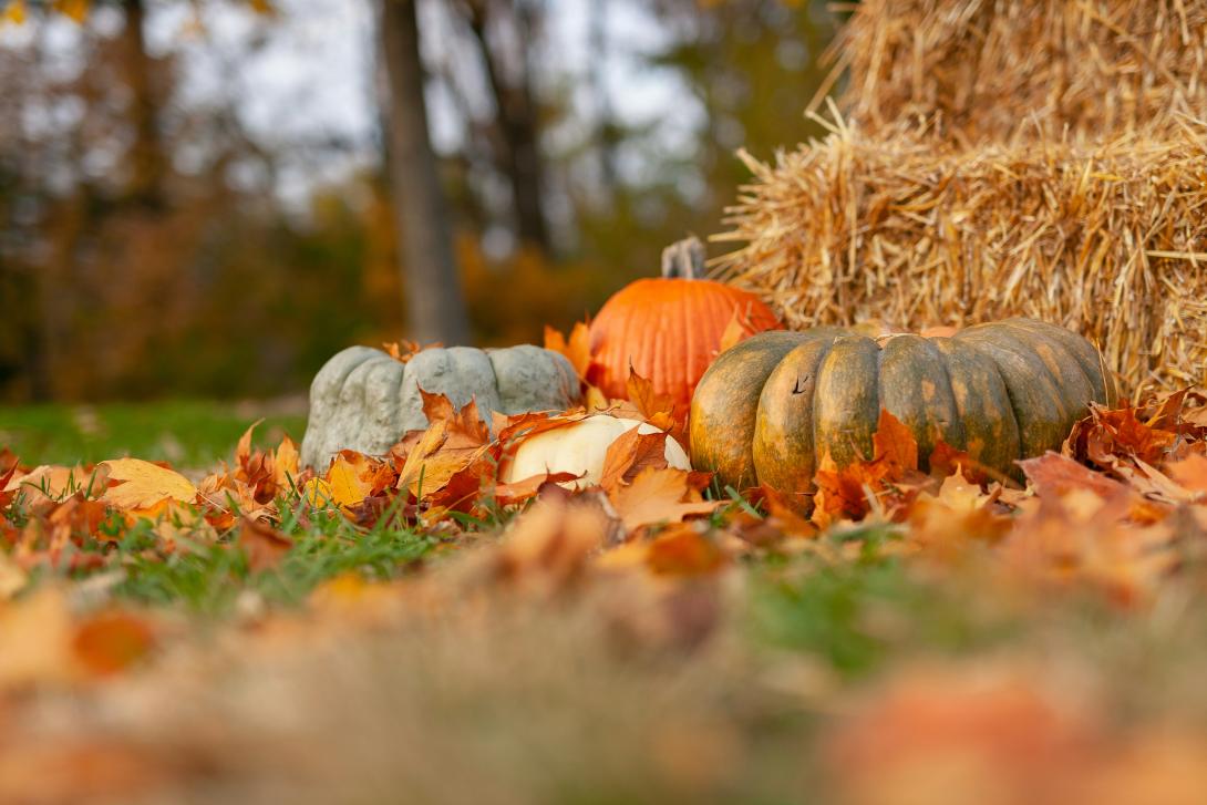 Thanksgiving 2025 picture of autumn pumpkins and hay